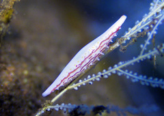 Pellasimnia improcera