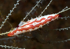 Pellasimnia improcera
