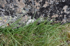 Poa