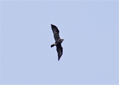 Aquila adalberti