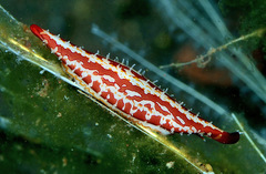 Pellasimnia improcera