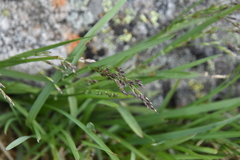 Poa