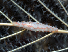 Pellasimnia improcera