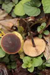 Macrocystidia