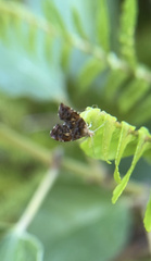 Choreutis emplecta