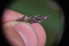 Poa