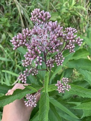 Eutrochium maculatum