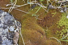 Syntrichia