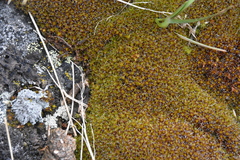 Syntrichia