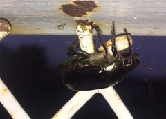 Paranomala cincta