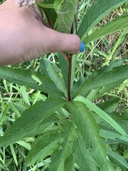 Eutrochium maculatum