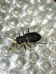 Cicindela longilabris