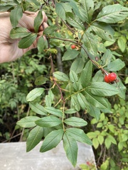 Rosa palustris
