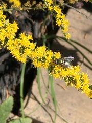 Calliphoridae