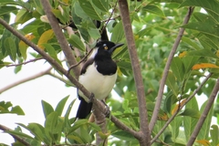 Cyanocorax cyanopogon