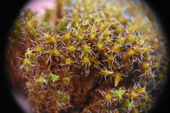 Syntrichia