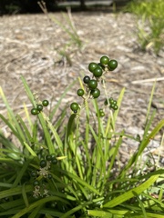 Ophiopogoneae