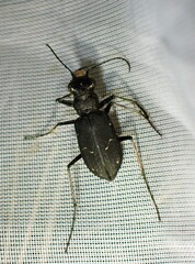 Cicindela longilabris