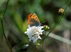 Lycaena thersamon