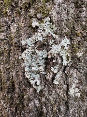 Punctelia missouriensis