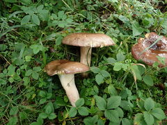 Russulaceae