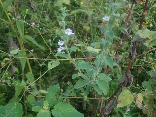 Image of Capraria Frutescens (Capraria frutescens) by no rights reserved
