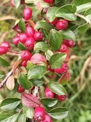 Cotoneaster divaricatus