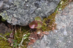 Oxyria digyna