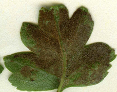 Phyllocoptes goniothorax