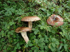 Russulaceae