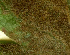 Phyllocoptes goniothorax