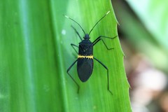 Leptoscelis nigripes