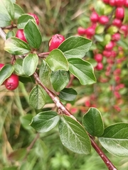 Cotoneaster divaricatus