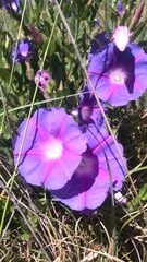 Ipomoea stans