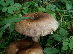 Russulaceae