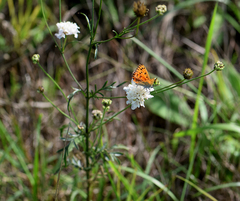 Lycaena thersamon