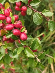 Cotoneaster divaricatus