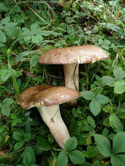 Russulaceae