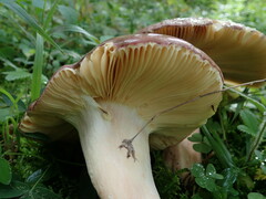 Russulaceae