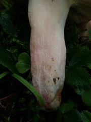 Russulaceae