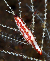 Pellasimnia improcera
