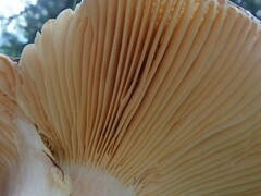 Russulaceae