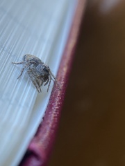 Hamataliwa grisea