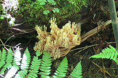 Ramaria stricta