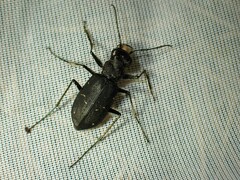 Cicindela longilabris