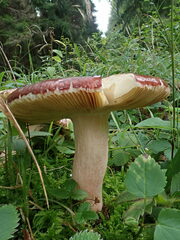 Russulaceae