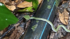 Tropidolaemus wagleri