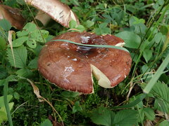 Russulaceae