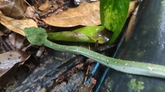 Tropidolaemus wagleri