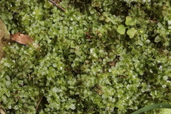 Plagiomnium rostratum